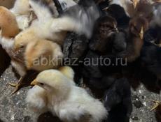 Продаю цыплят 