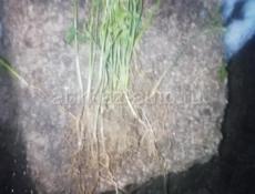Корни цытруса разные размеры 