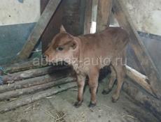 Продаётся бычок 