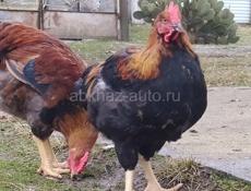 Домашние петухи крупных пород