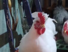 Домашние петухи крупных пород