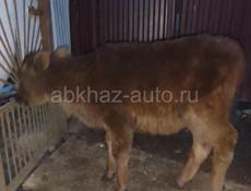 Брадаю телёнок срочно 