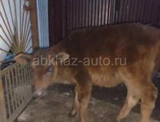 Брадаю телёнок срочно 