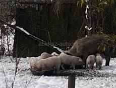 Свинья и поросята