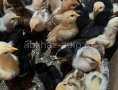 Продаю цыплят