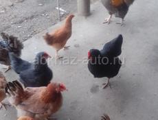 куры петухи