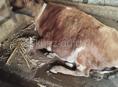 Корова🐄 с.Атара 
