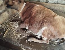 Корова🐄 с.Атара 