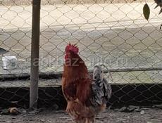 Продаётся питухи Гулрыпшский район село пщап. Писать на воцап +79409157301
