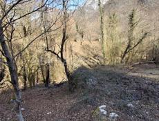 2 гектара по Рицинской трассе