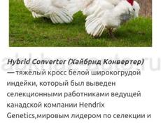 Продам идюков породисти, Тяажоли крос широко грутка