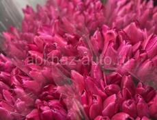 Тюльпаны🌷