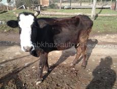 Продаются дойные коровы