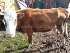Продаются дойные коровы