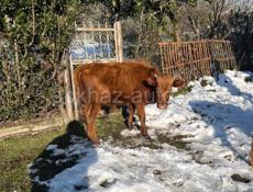 Продается в селе Адзюбжа 