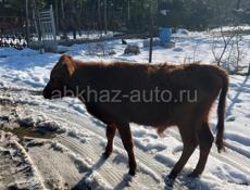 Продается в селе Адзюбжа 