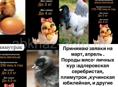 Продам недельных цыплят 