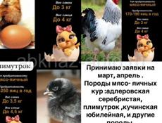 Продам недельных цыплят 