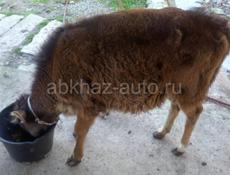 Продам телёнка 5 мес