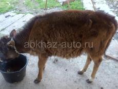 Продам телёнка 5 мес