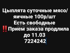 Цыплята суточные 100р