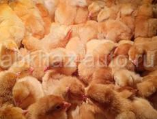 Продажа цыплят 