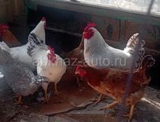 Продаются 5 штук петухов и 5 курей