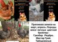 Продаются цыплята Гризбар и Редбро 