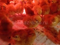 Цыплята Голошейка Сассо и Венгерский великан