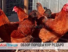 Цыплята ред бро