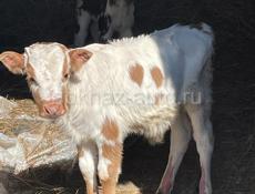 Срочно продаю телята 