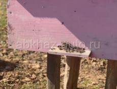 Отводки, пчёлы