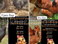 Продам Редбро и Гризбар 