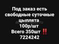 Цыплята суточные 