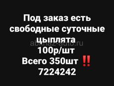 Цыплята суточные 
