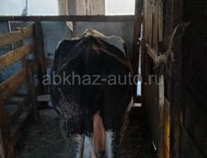 Продам корову