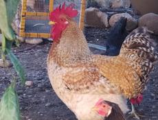 Яйцо инкубационное куриное, крупных пород продам