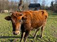 Продам молодую корову 