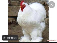 Петух купим