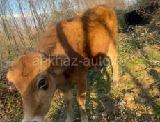 Молодая корова 