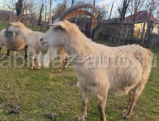 Очень срочно козы и козлята 
