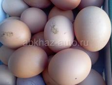 Продаются яица для инкубатора