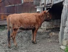 Продам телёнка 2,5 года совсем скоро начнёт гулять.цена 45 т.р.без торга