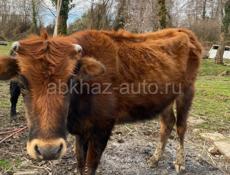 Продам молодую корову