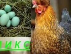 4 породы цыплят. 