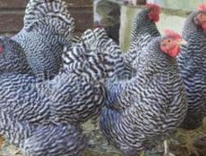 4 породы цыплят. 