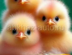 4 породы цыплят. 