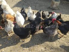 Продаю