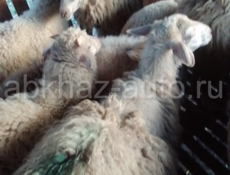 Продаю барашек, оптом и в розницу 