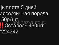 Цыплята 